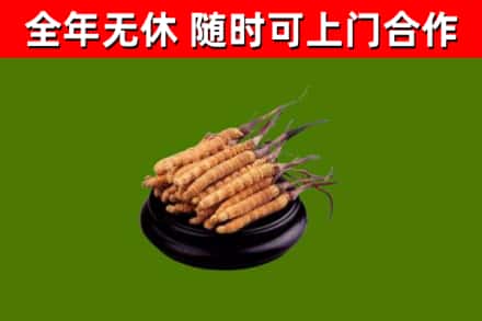 鱼峰回收散虫草