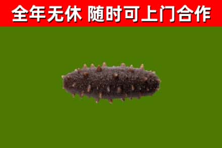 鱼峰回收海参干